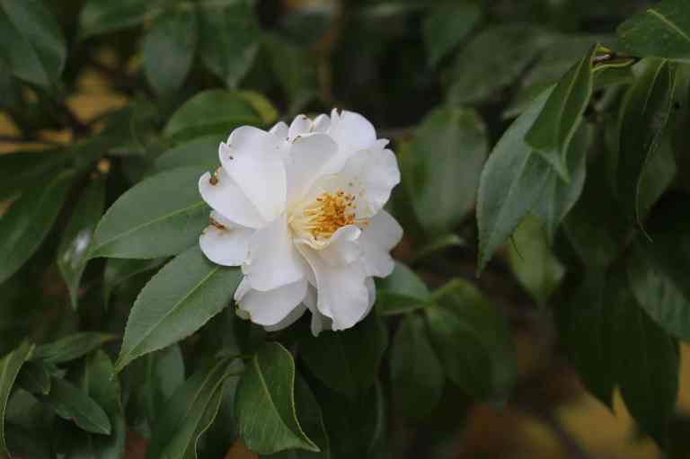 Tenryuji33